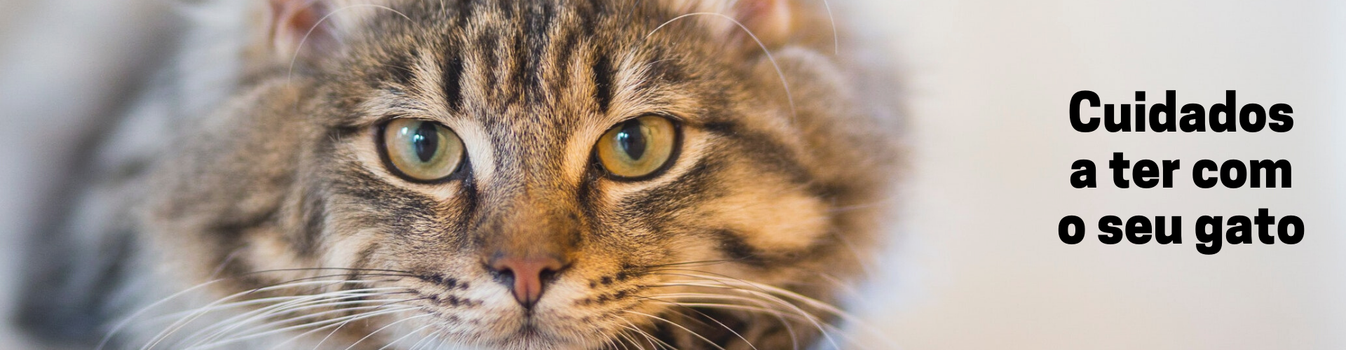 petshop gato luanda petshop gato luanda